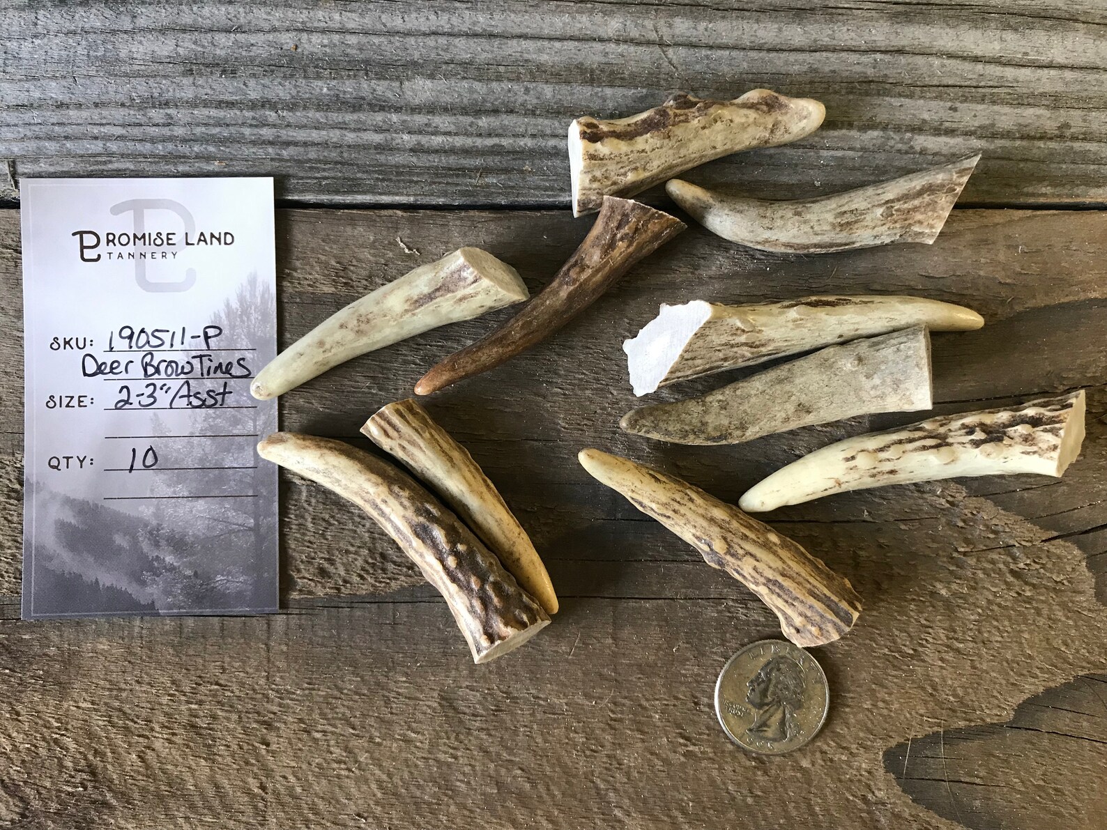 Deer Antler Points Tips 23 Inches 10 Pieces Lot No. Etsy