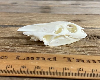 Spiny Soft Shell Turtle Skull - Classic Quality - Lot No. 220804-LL