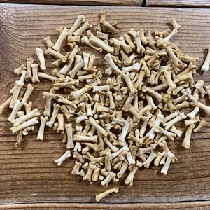 Jewelry Assortment of Coyote Bones - 175+ Toe Bones - Real Bones - Lot No. 240824-ZZ