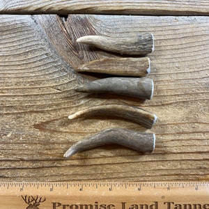 Deer Antler Points - Drilled Your Way - Lot No. 210902-P