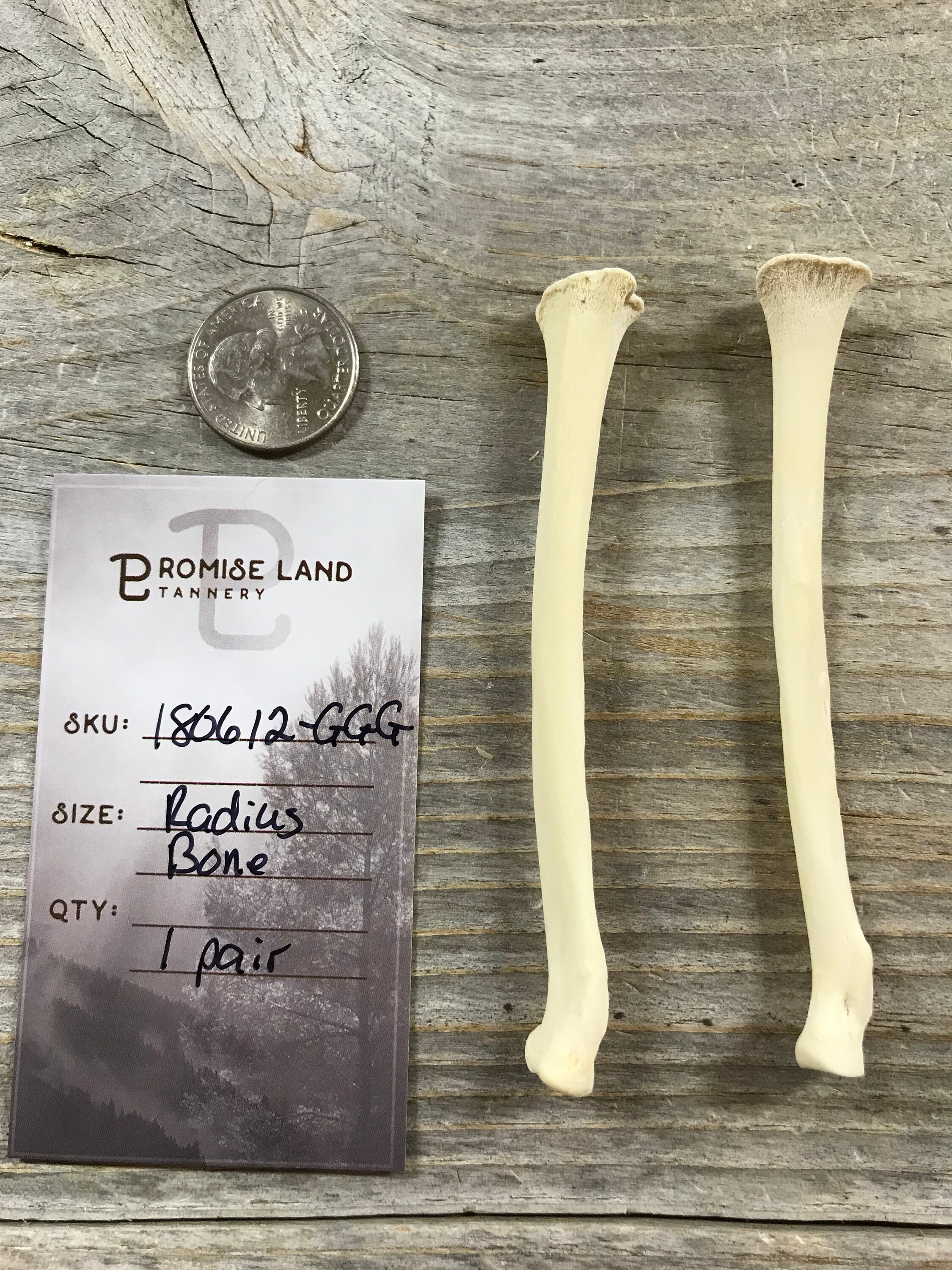 Radius Bone In Animals