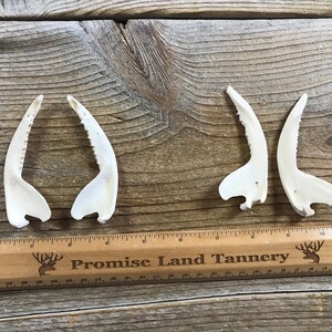 Puede incluir: Cuatro puntas de asta de ciervo blancas, dos a cada lado de una regla de madera con el texto "Promise Land Tannery".