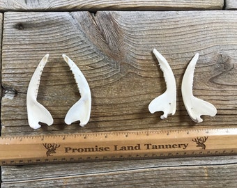 Craft Grade Opossum Lower Jaws - 1 Pair - Stock No. 1-153