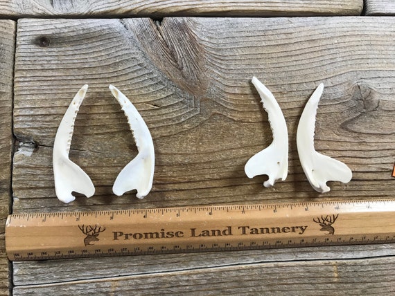 Craft Grade Opossum Lower Jaws - 1 Pair - Stock No. 1-153