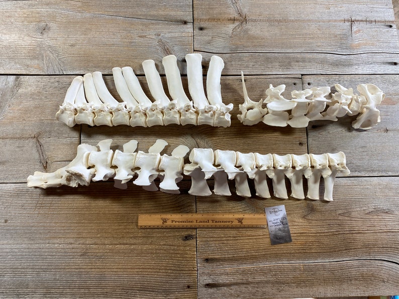 May include: A set of three white animal vertebrae bones, likely from a deer, laid out on a wooden surface. The bones are arranged in a line, with the largest bone in the middle and the two smaller bones on either side. A wooden ruler with the text "Promise Land Tannery" is visible in the bottom center of the image.