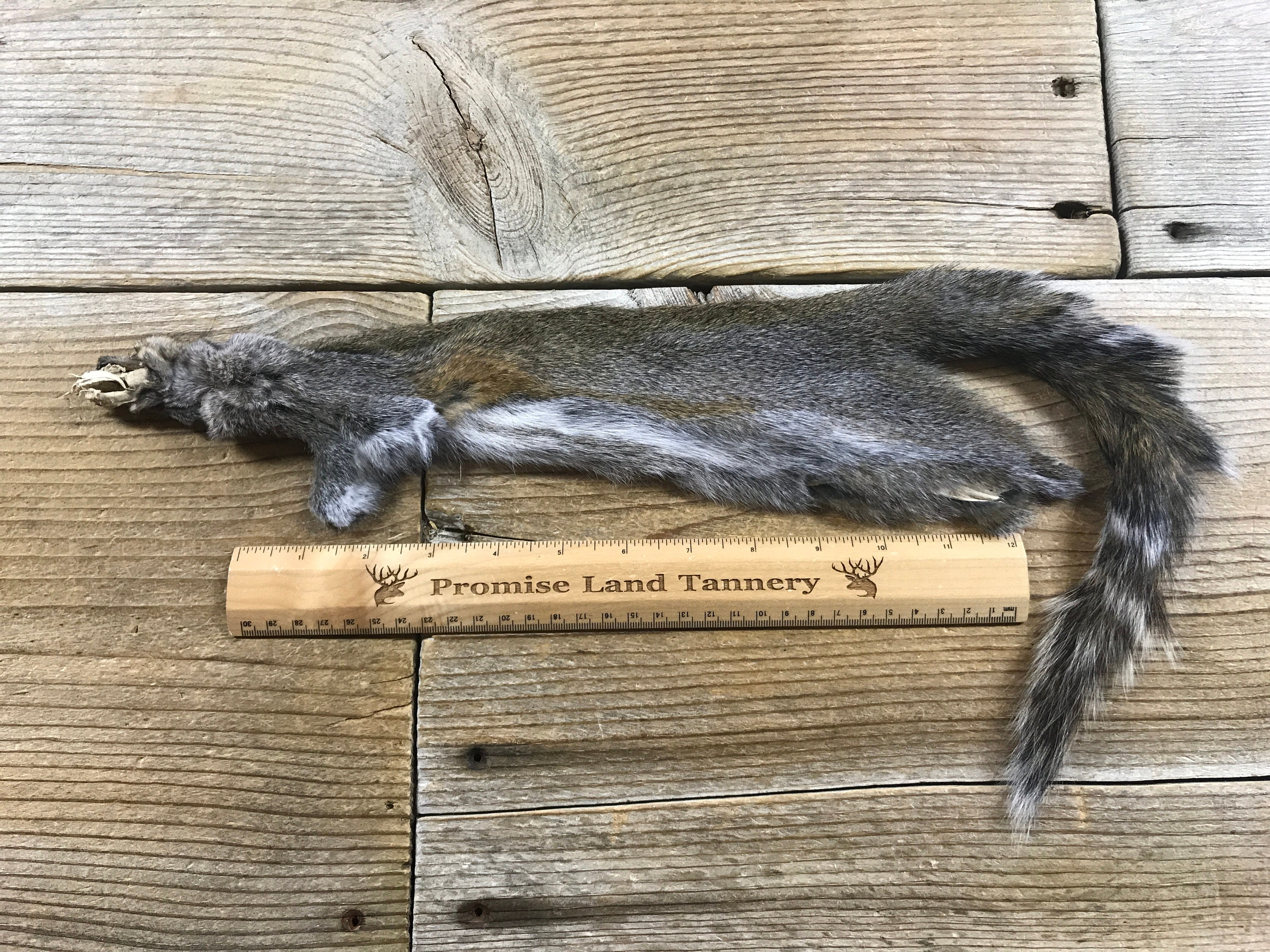 Eastern Grey Squirrel Fur Pelt One Full Skin Lot No. Etsy
