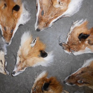 Puede incluir: Una colecci&oacute;n de siete pieles de zorro, cada una con un color y un patr&oacute;n &uacute;nicos. Las pieles est&aacute;n dispuestas en c&iacute;rculo sobre una superficie gris.