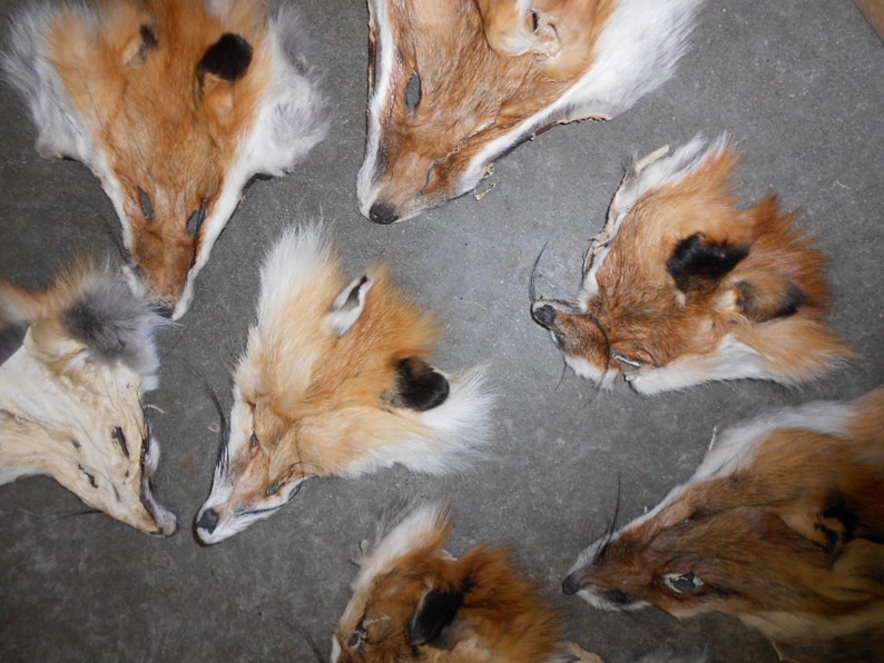 Puede incluir: Una colecci&oacute;n de siete pieles de zorro, cada una con un color y un patr&oacute;n &uacute;nicos. Las pieles est&aacute;n dispuestas en c&iacute;rculo sobre una superficie gris.