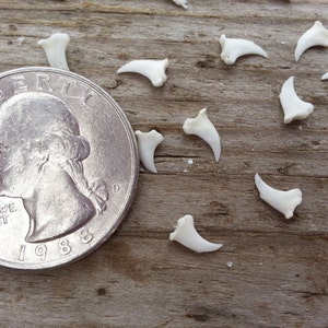 Tiny Squirrel Claw Bones - Real Bones - Undrilled - 10 Assorted Pieces - Stock No. 1-73