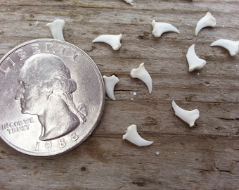 Tiny Squirrel Claw Bones - Real Bones - Undrilled - 10 Assorted Pieces - Stock No. 1-73