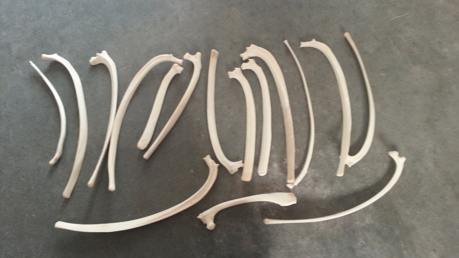 Sheep's Rib