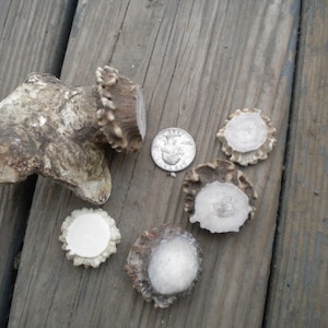 May include: Close-up of five white deer antlers on a wooden surface. The antlers are different sizes and shapes, with some having a rough texture and others being smooth. A silver coin is also visible in the image.