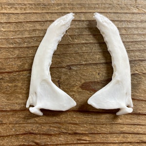 Pair of Pine Marten Jawbones - No Teeth - Real Bones - Stock No. 1-79