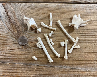 Jewelry Assortment of Bobcat Bones - Real Bones - Lot No. 230716-VVV