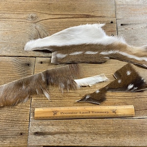 Lot of 3 Axis Deer Hide Pieces - Lot No. 240411-O