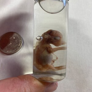 Wet Preserved Domestic Fetal Rabbit Jarred Specimen Mature Lot No ...