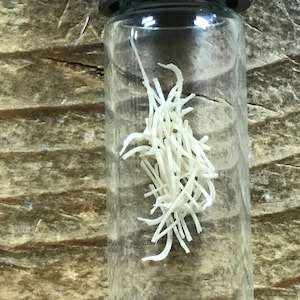 May include: A small glass jar filled with a cluster of white, thin, and slightly curved pieces of bone.