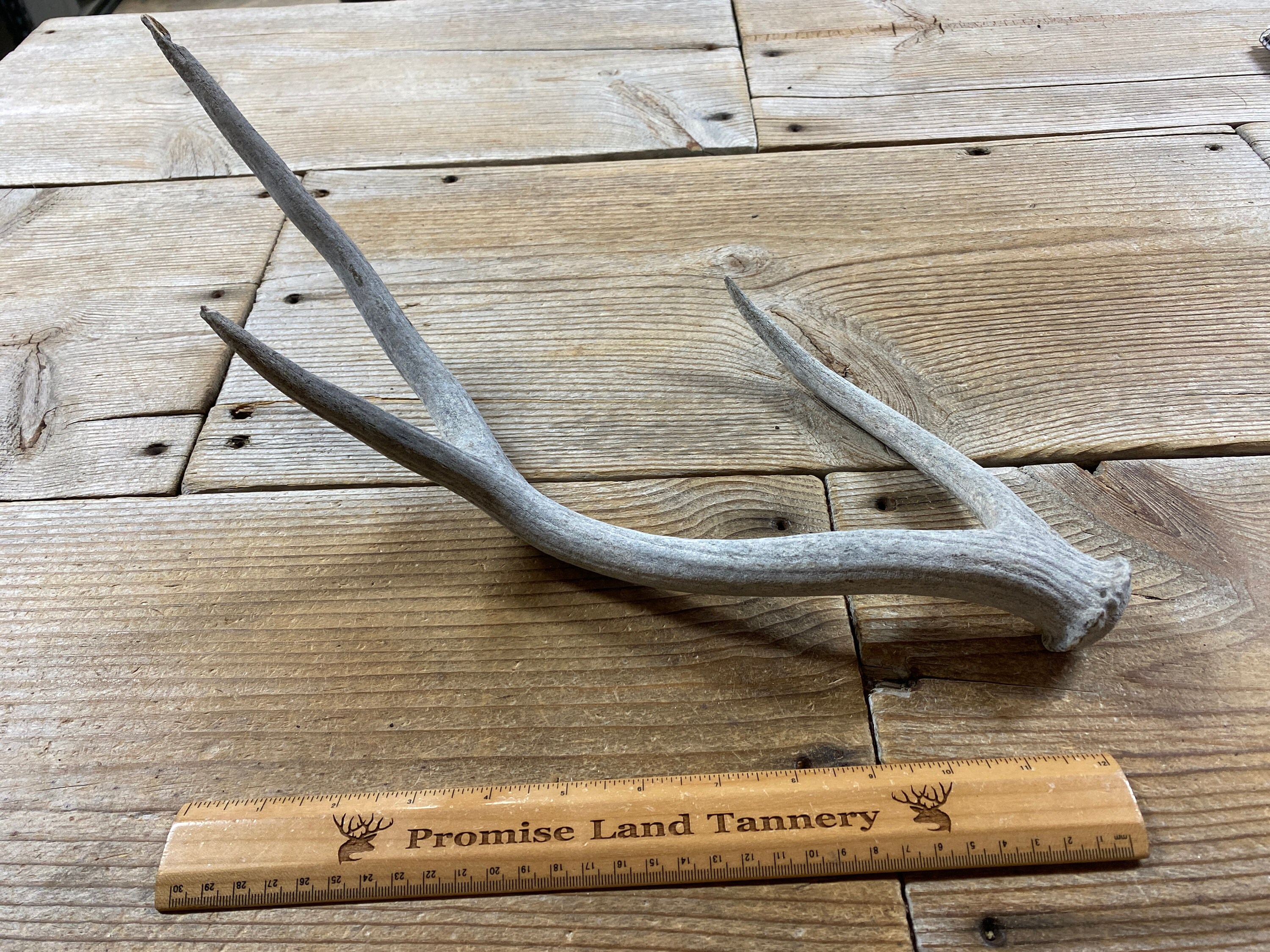 Axis Deer Antler Exotic Antler Weathered 3 Point Lot Etsy