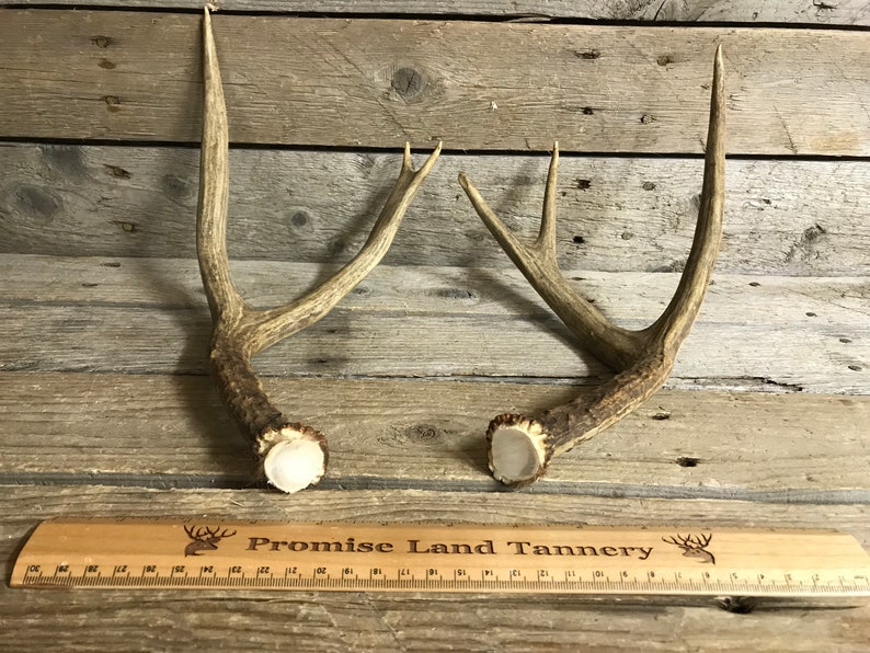 190321-C Medium Matched Pair of Mule Deer Antlers Lot No