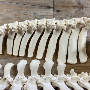 May include: A close-up of a set of white animal bones, likely from a deer or similar animal. The bones are arranged in a row, showing the vertebrae and ribs. The bones are clean and well-preserved.
