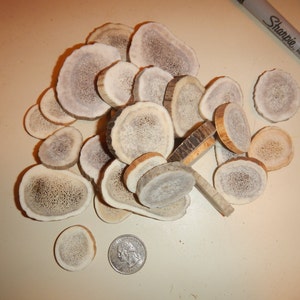 May include: A pile of light brown antler slices, some with a darker brown center, on a light beige surface.