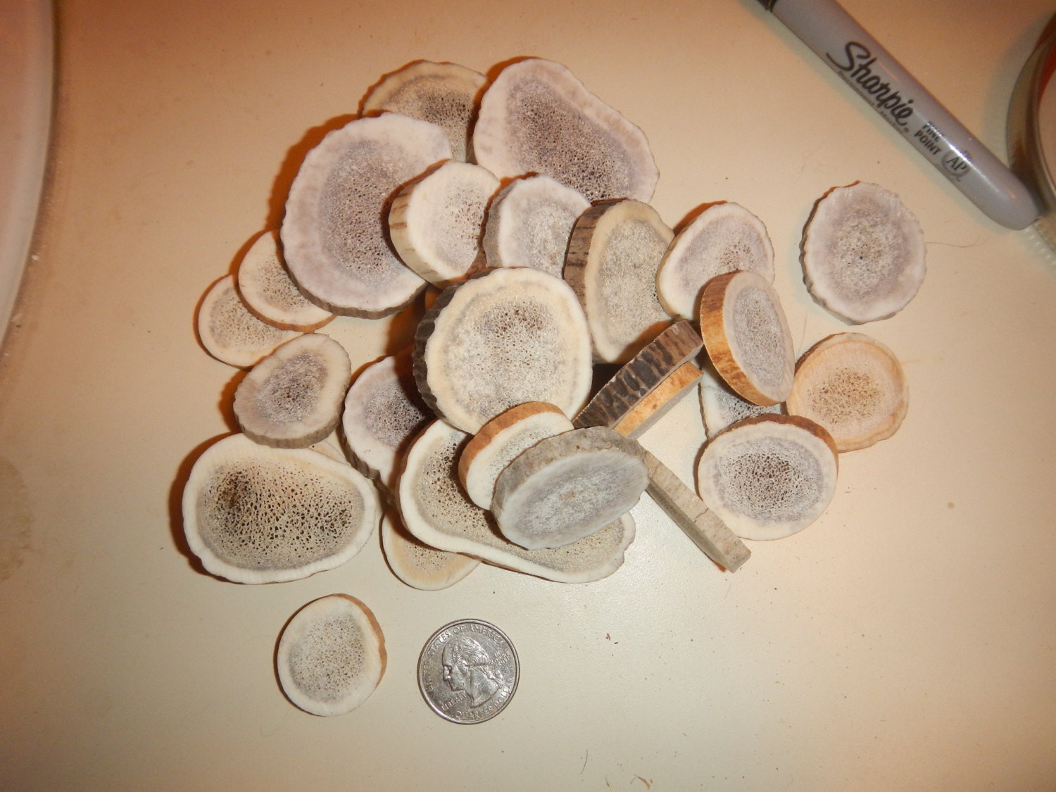 Elk Antler Slices - Assorted Sizes