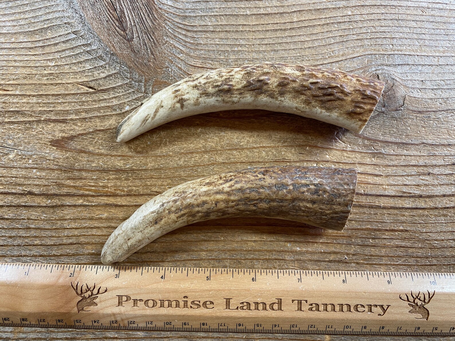 Lot of 2 Elk Antler Tines for Knife Handle Small Lot No. Etsy