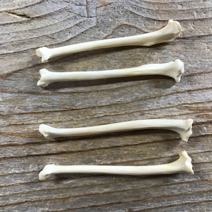 May include: Four long, thin, white bones arranged in a row on a wooden surface.