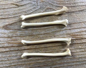 Pair of Real Marten Bones - Your Choice of Bone - Assorted - Stock No. 1-MARTEN