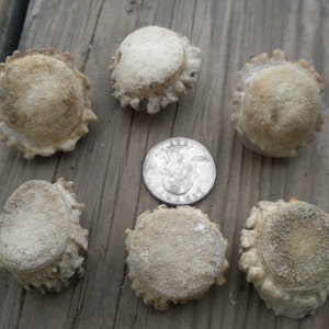 XSmall-Small Deer Antler Burrs - Carvers Special - Jewelry Size - 5 pcs imagem 4