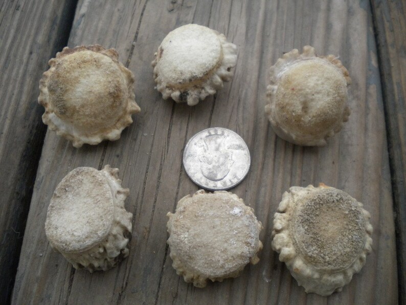 XSmall-Small Deer Antler Burrs - Carvers Special - Jewelry Size - 5 pcs imagem 4
