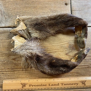 Pair of Javelina or Collared Peccary Back Feet and Legskins - Dry Tanned - Lot No. 220513-III