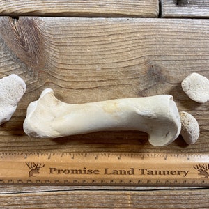 Juvenile Horse Humerus - Real Bone - Lot No. 220427-PPP