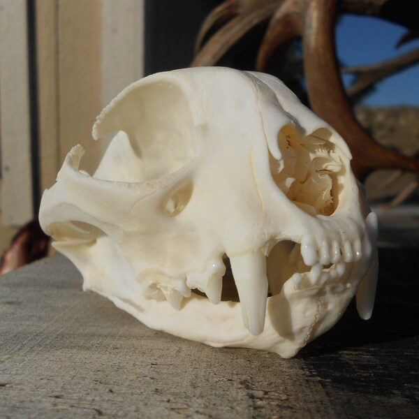 Pathilogical Bobcat Skull- Collector Quality-  Lot No. PBC