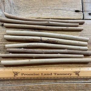 Hazelnut Limb Wood - Bag of 9 Pieces - Medium Diameter Twigs and Sticks - Lot No. 230126-NNN