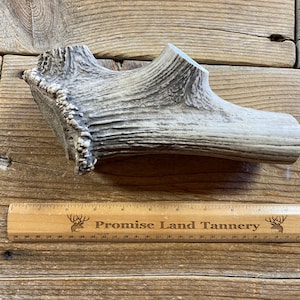 Elk Antler Piece for Knife Handle - Craft Grade - Large - Lot No. 230525-II