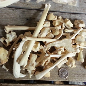 May include: A pile of bleached animal bones, including long bones, vertebrae, and smaller bones. The bones are arranged on a wooden surface.
