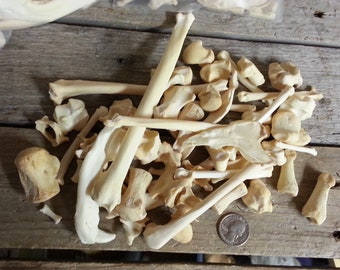 Bag of Bones - 8 Ounces of Assorted Real Animal Bones Toe, Leg, Ribs and Vertebrae and More - Real Bones - Stock No. BAGOBONES8
