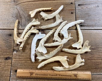 Jewelry Assortment of Craft Coyote Jaw Bones - Lot of 16 - Real Bones - Lot No. 240616-A