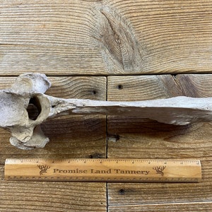 Nature Cleaned Large Highland Bull Thoracic Vertebrae - Lot No. 240502-UU
