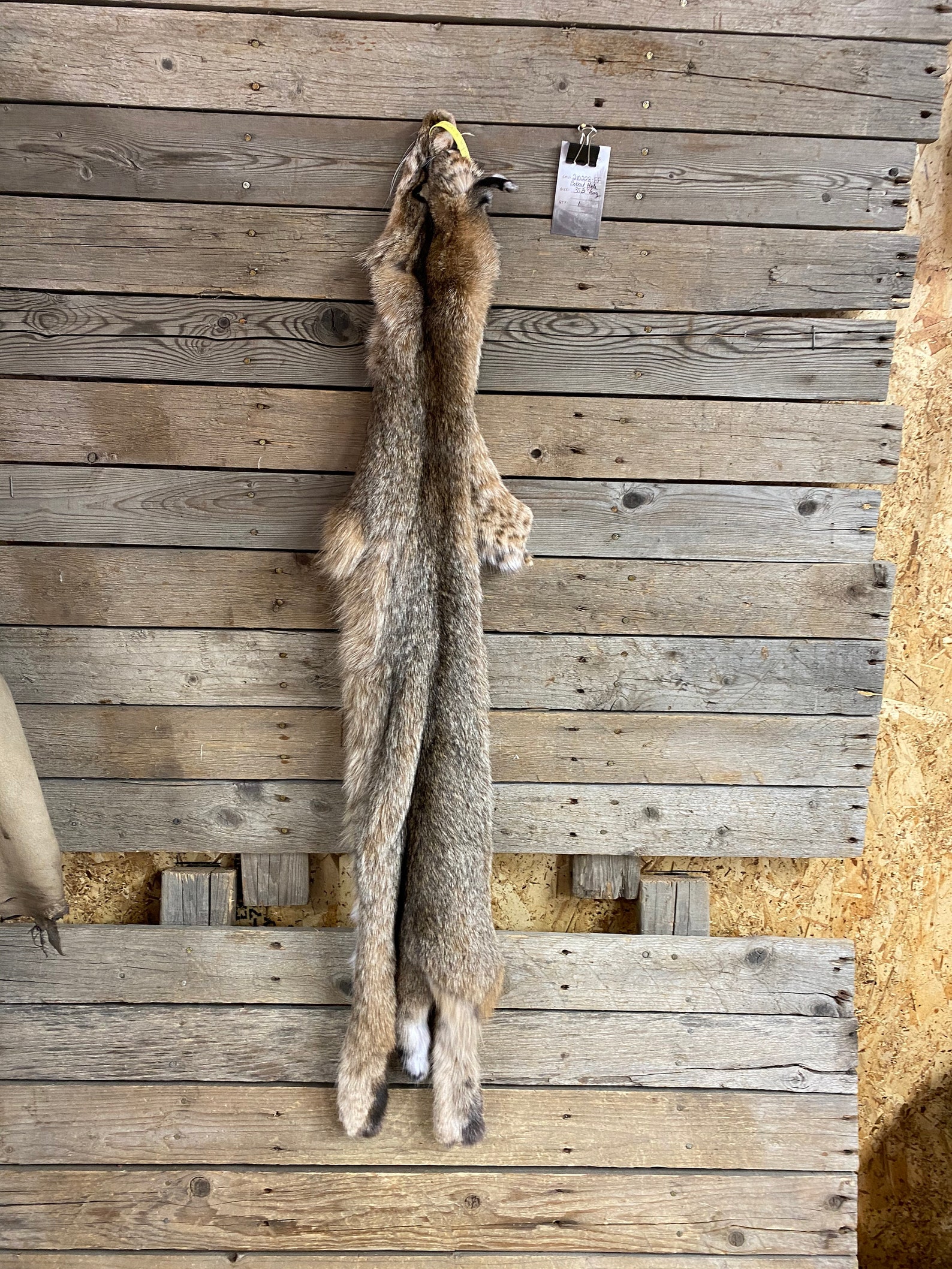 Minnesota Bobcat Pelt Wall Hanger Quality Fur Soft Tanned | Etsy