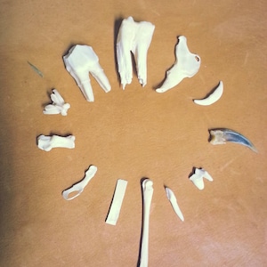 May include: A collection of animal bones and teeth, including molars, claws, and small bones, arranged in a circular pattern on a brown leather surface. The bones are off-white, and the leather has a textured appearance.