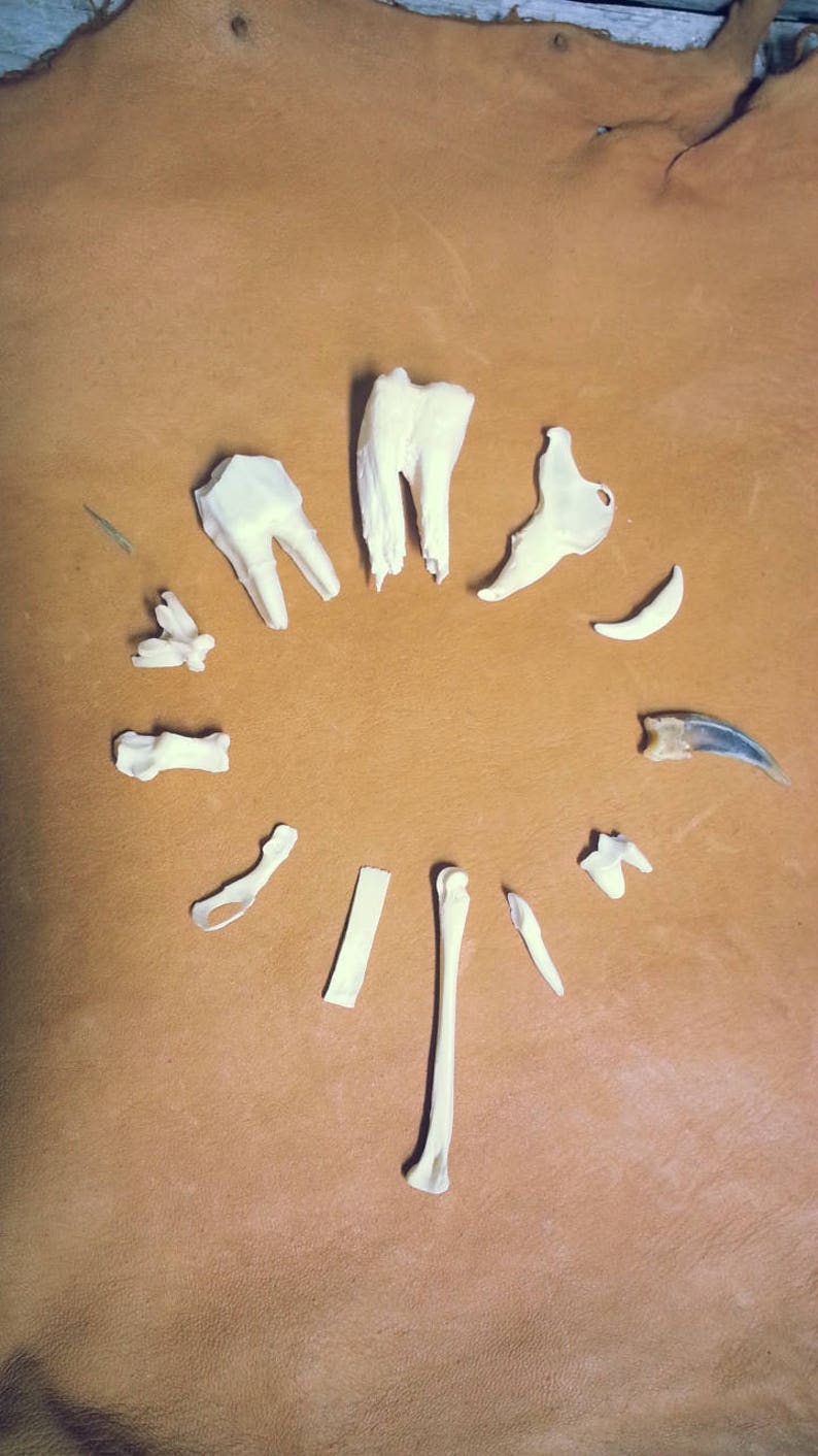 May include: A collection of animal bones and teeth, including molars, claws, and small bones, arranged in a circular pattern on a brown leather surface. The bones are off-white, and the leather has a textured appearance.