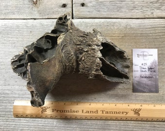 Fossil Bison Skull Piece - Nebraska - Lot No. 24