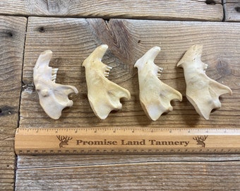 Jewelry Assortment of Beaver Jaw Bones - Real Bones - Lot No. 220526-NNN