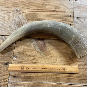 Craft Quality Bull Horn Cap - Rough Sanded Steer Horn - Lot No. 240411-BB