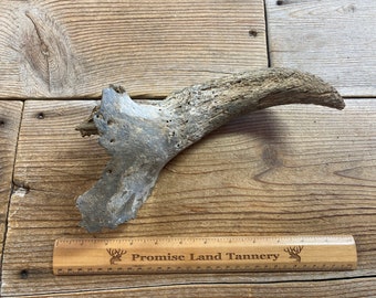 Fossil Bison Skull Piece - Nebraska - Lot No. 221117-P