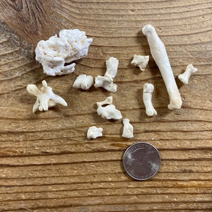 Assorted Pathological Bones - Real Bone - Lot No. 220526-XX