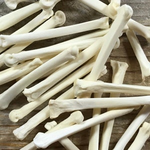 Large Coyote Toe Bones - Real Bones - Undrilled - 20 Assorted Pieces - Stock No. 1-64