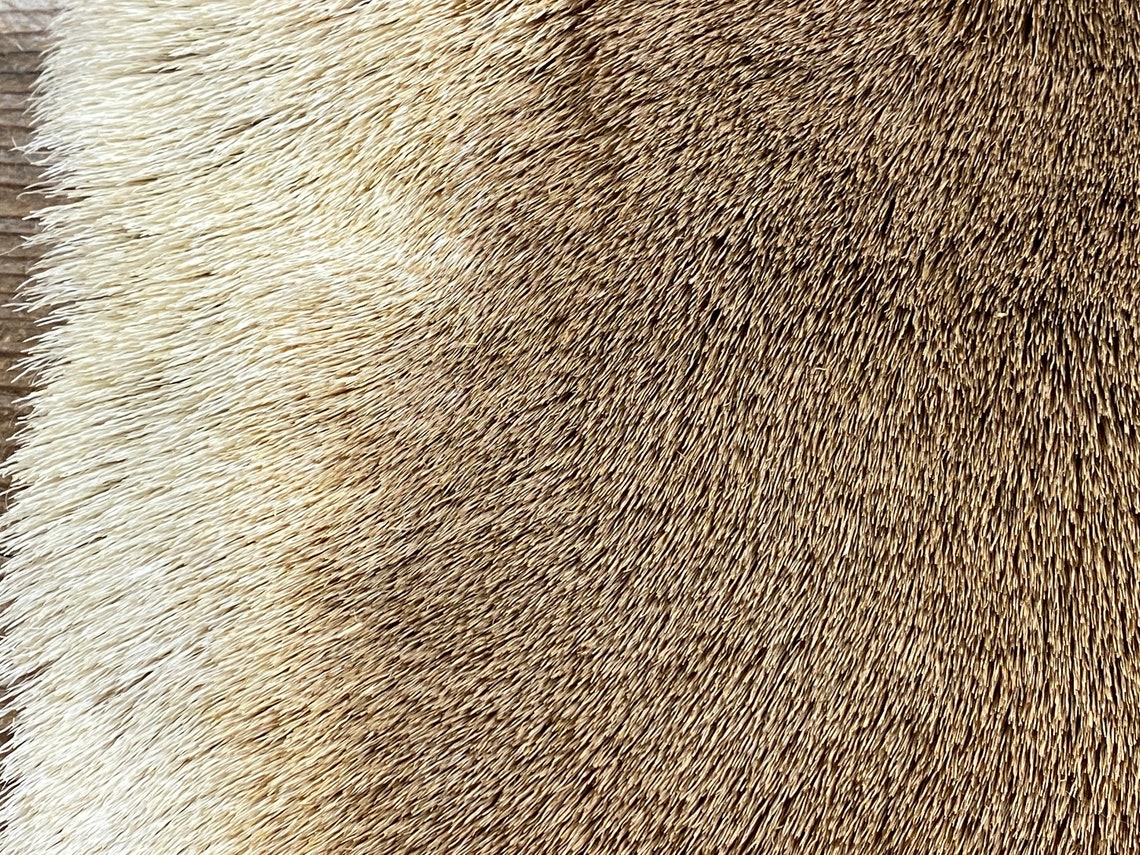 Pronghorn Antelope Hair on Hide Piece Choice of Size Stock - Etsy